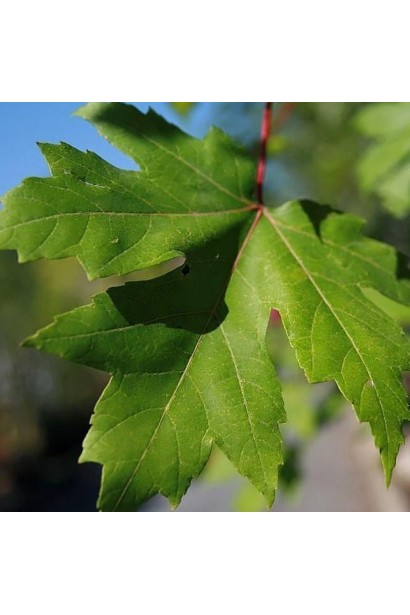 Acer freemanii Jeffersred